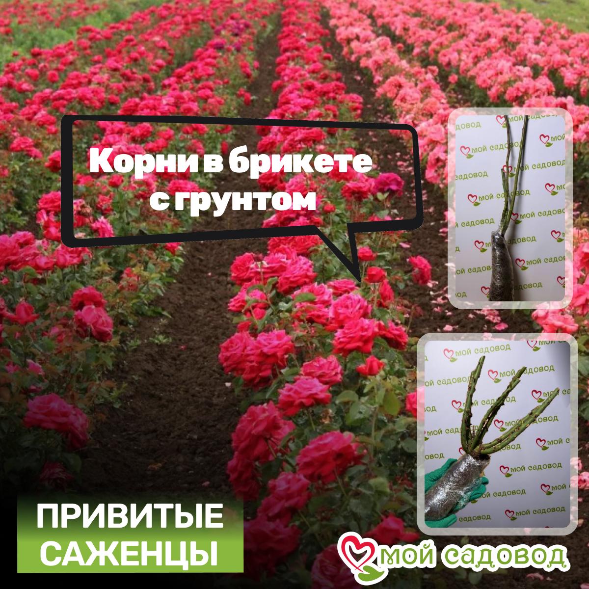 Роза Малибу