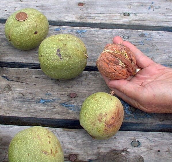 Грецкий орех Великан