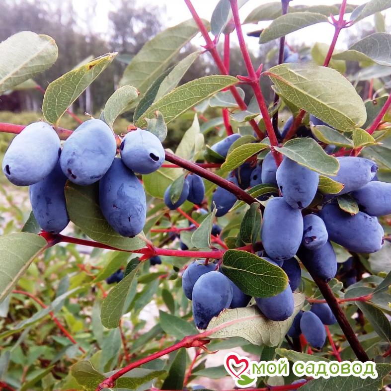 Жимолость Голубое Веретено