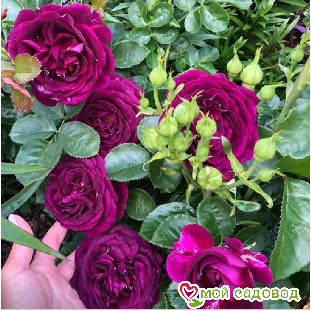 Роза Перпл Лодж