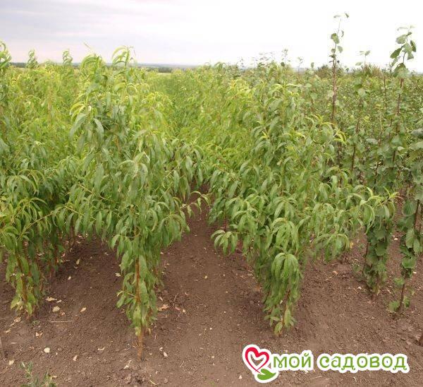 Персик Пиронка